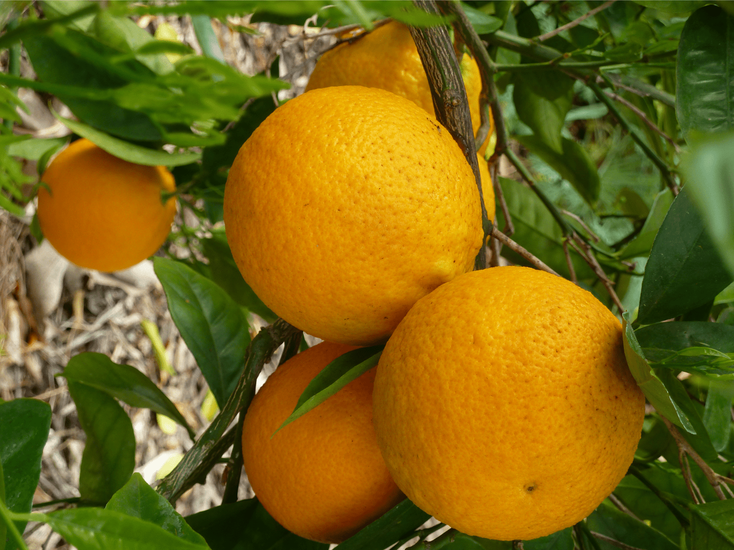 Australian oranges cooloola fruit and veg